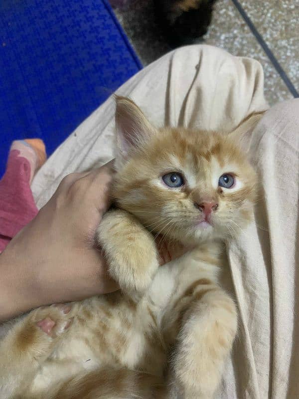 Persian Cat / Kitten / Tripple Coated  / Cat For Sale 7