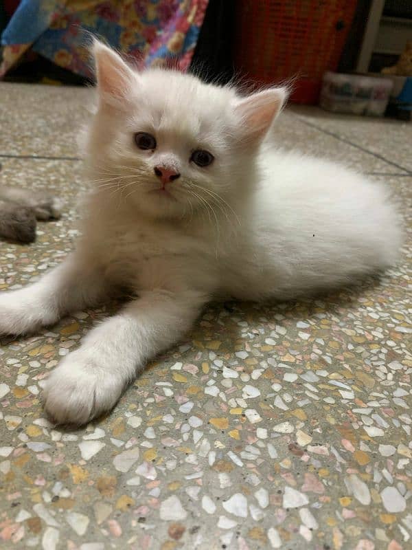 Persian Cat / Kitten / Tripple Coated  / Cat For Sale 8