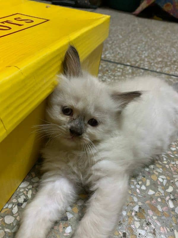 Persian Cat / Kitten / Tripple Coated  / Cat For Sale 9