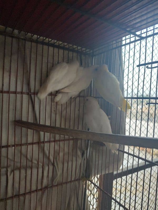 PARBLUE OPLINE & ALBINO CREAMINO FOR SELL 7