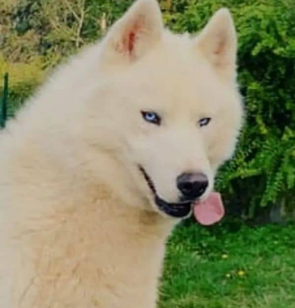 Siberian husky full whole coat 2