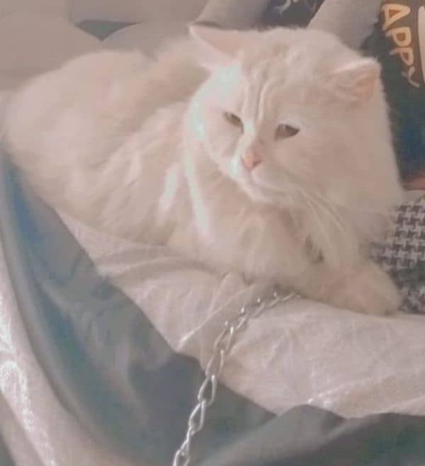 mail cat 1