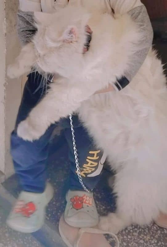 mail cat 2
