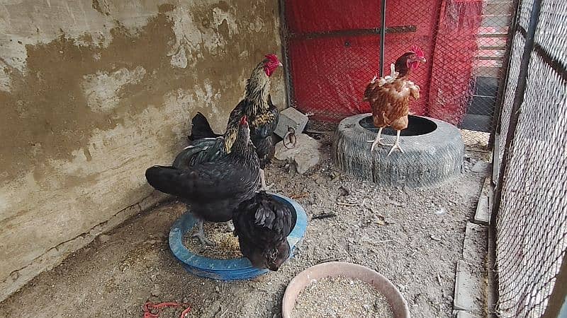 PURE LOHMAN BLACK AND BROWN & ASEEL MURGHI 7