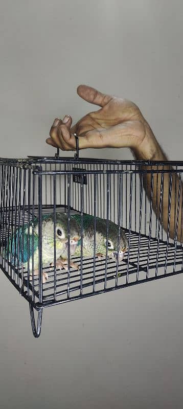 Blue Turquoise Conure / White Chest / Conure / Tame / Parrot 2