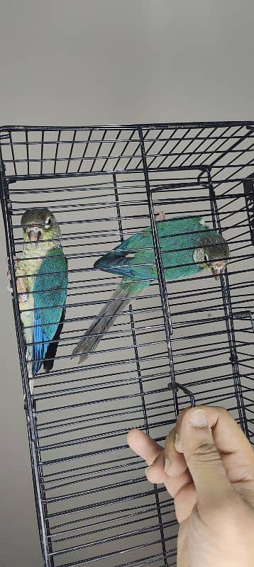 Blue Turquoise Conure / White Chest / Conure / Tame / Parrot 3
