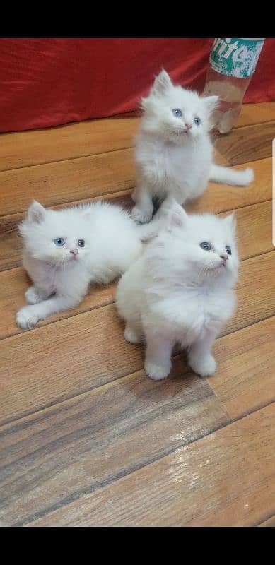 Kittens | Persian Kittens | Tripple Coated persian Kittens For Sale 0