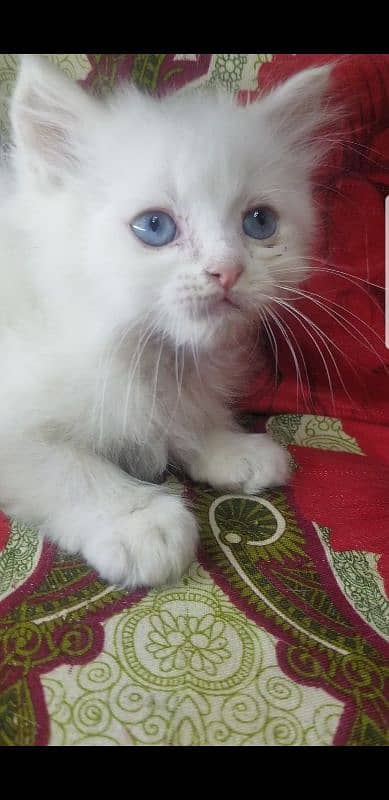 Kittens | Persian Kittens | Tripple Coated persian Kittens For Sale 2
