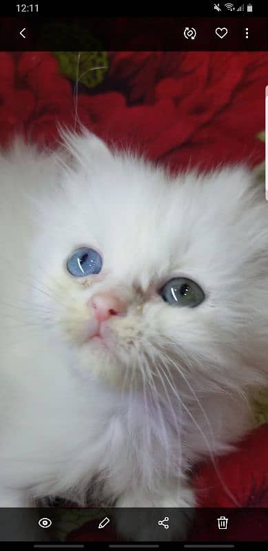 Kittens | Persian Kittens | Tripple Coated persian Kittens For Sale 3