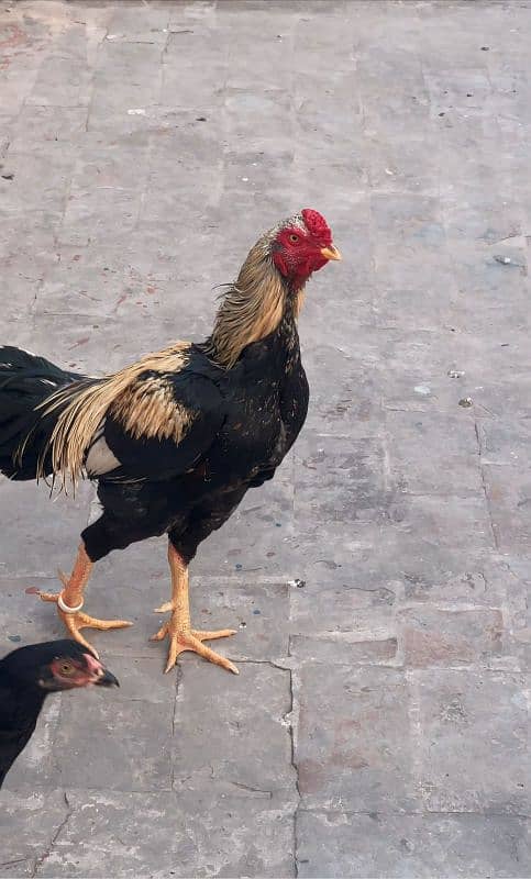 black jawa aseel with 3 aseel hens 0