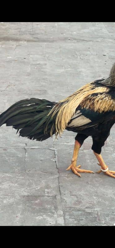 black jawa aseel with 3 aseel hens 1