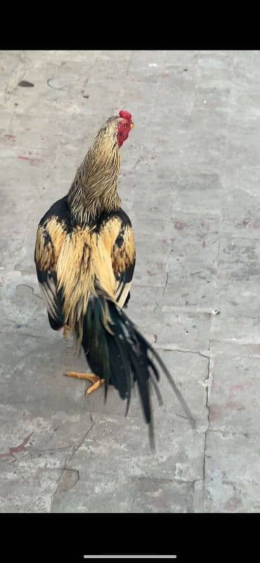 black jawa aseel with 3 aseel hens 2