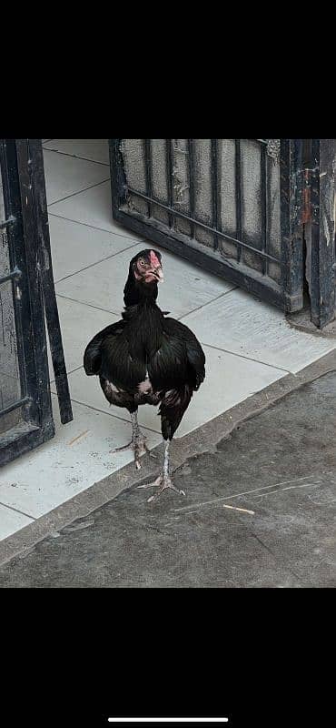 black jawa aseel with 3 aseel hens 3