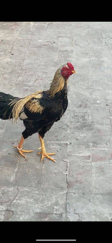 black jawa aseel with 3 aseel hens 5