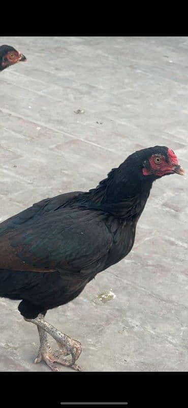 black jawa aseel with 3 aseel hens 6