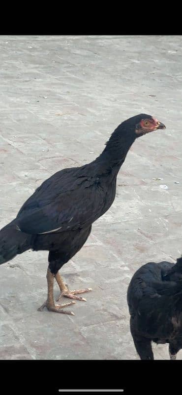 black jawa aseel with 3 aseel hens 7