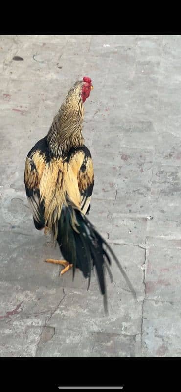 black jawa aseel with 3 aseel hens 9