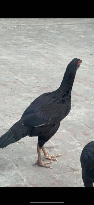 black jawa aseel with 3 aseel hens 10