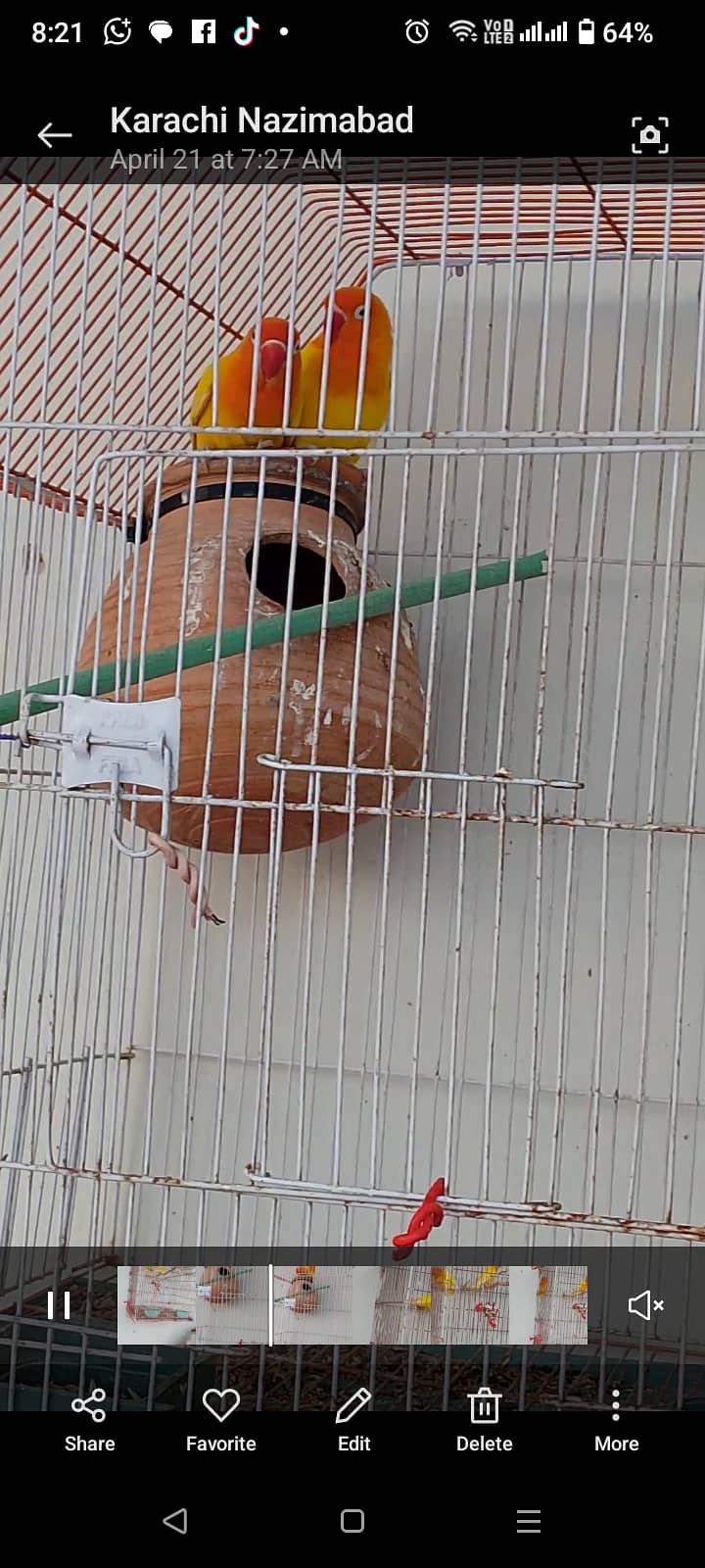 Adult breeder pair with eggs  and 1 chick pair 0