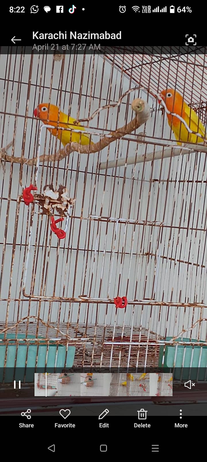 Adult breeder pair with eggs  and 1 chick pair 1