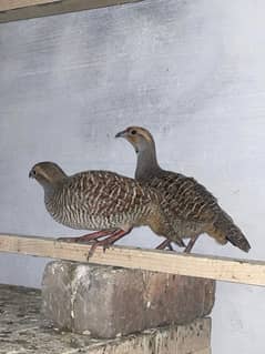 Teetar