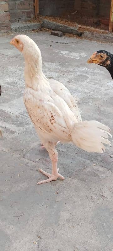 Aseel Heera High quality 2