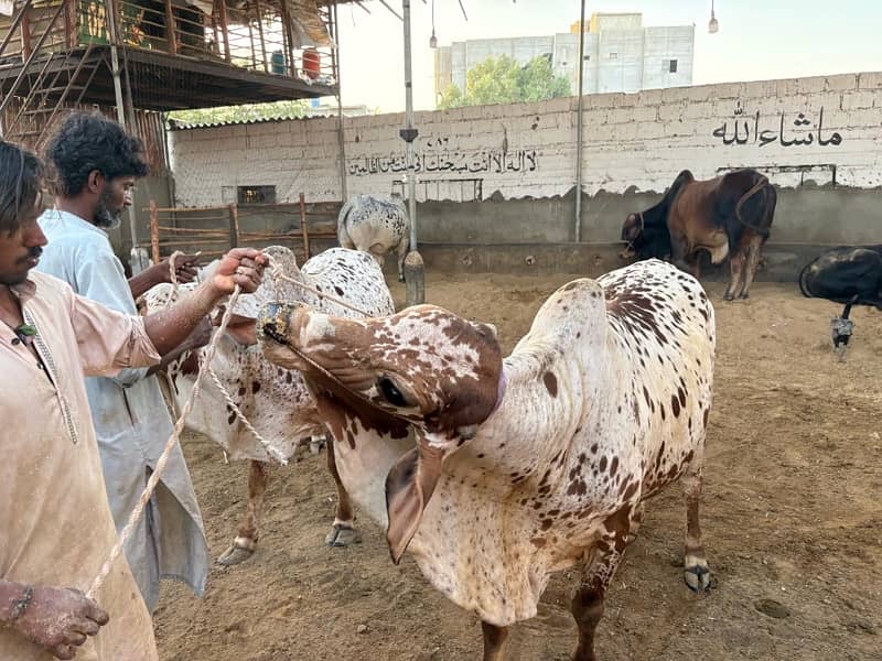 cow for sale, we have many cow for sale location malir mandi 1