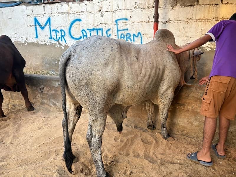 cow for sale, we have many cow for sale location malir mandi 2