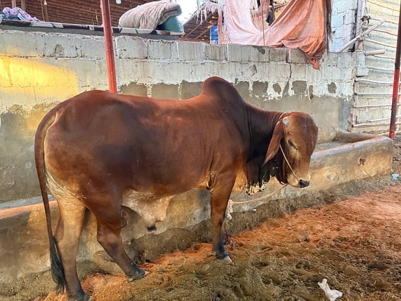 cow for sale, we have many cow for sale location malir mandi 3