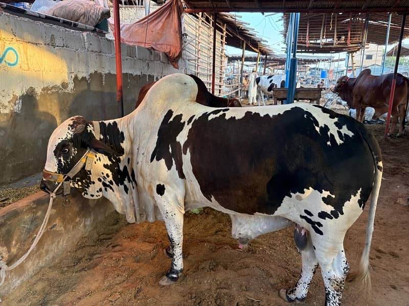 cow for sale, we have many cow for sale location malir mandi 0