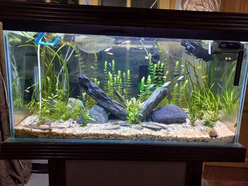 Fish Aquarium tank,  Danios mollies accessories filters Peshawar 0