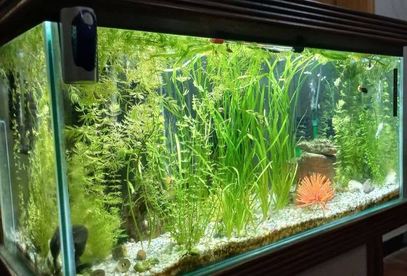 Fish Aquarium tank,  Danios mollies accessories filters Peshawar 1