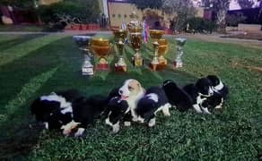 pup's