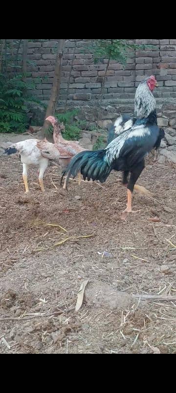 Shamo Eggs 0