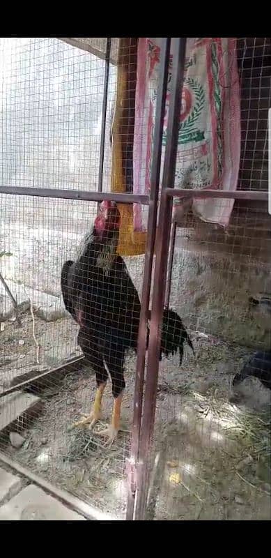 Shamo Eggs 1
