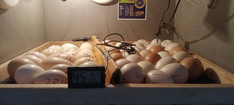 Shamo Eggs 3