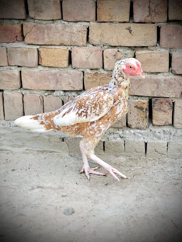 Pure Aseel Breeder Hen for Sale 0