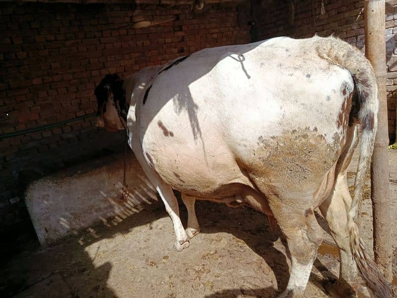 خوبصورت گائے ماشاءاللہ ہیلدی جانور بچا مر گیا ہے  milk25kg 1