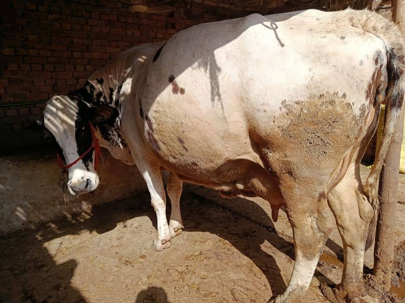 خوبصورت گائے ماشاءاللہ ہیلدی جانور بچا مر گیا ہے  milk25kg 2