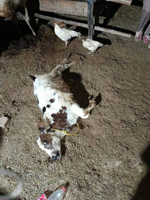 خوبصورت گائے ماشاءاللہ ہیلدی جانور بچا مر گیا ہے  milk25kg 5