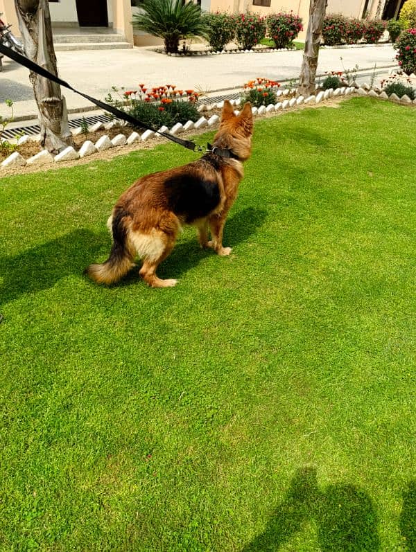 Beautiful GS female for sale 0