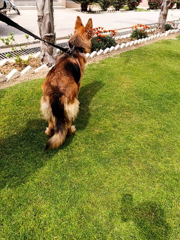 Beautiful GS female for sale 1