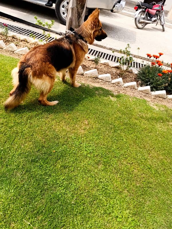Beautiful GS female for sale 3