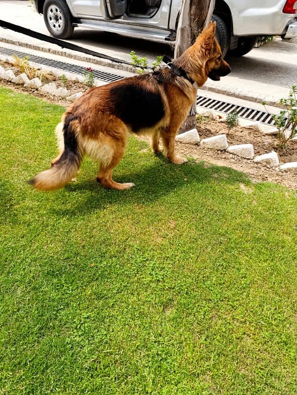 Beautiful GS female for sale 4