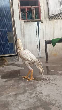 German O shamo #shamo #breeder set#