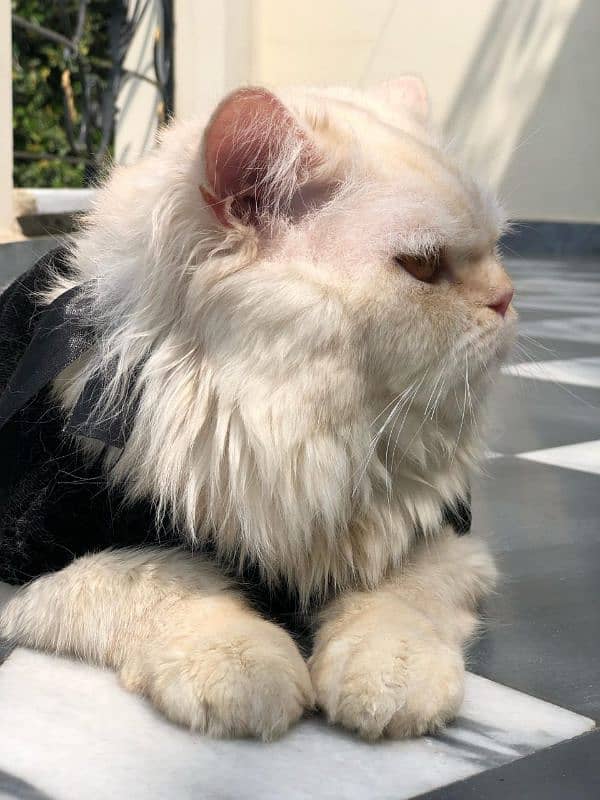 Persian cat 1
