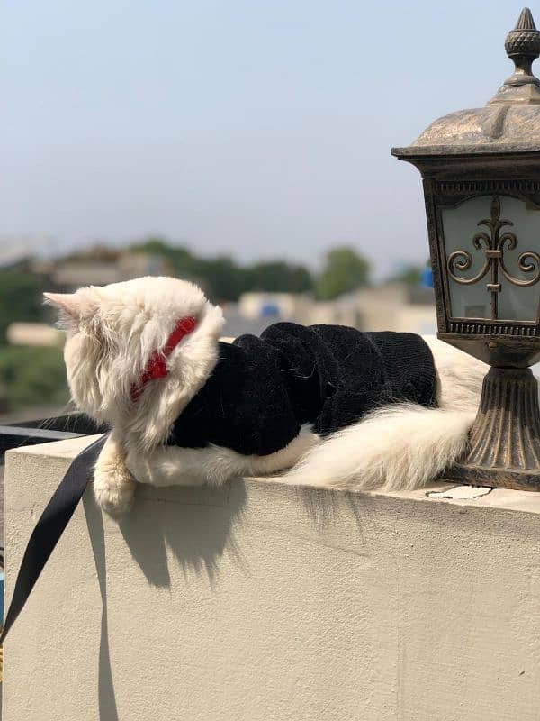 Persian cat 2