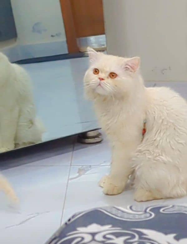 Persian cat 3
