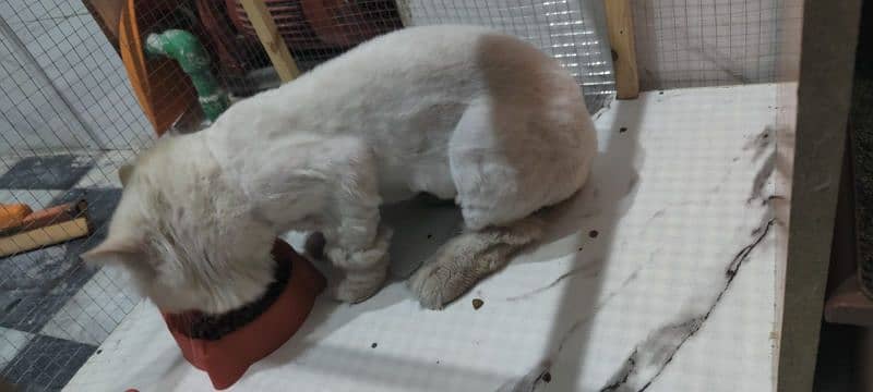 Persian cat 4