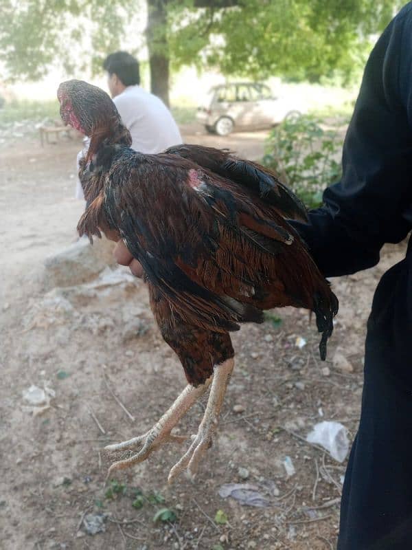 aseel laseena  for1 murgi and 2 murga 1